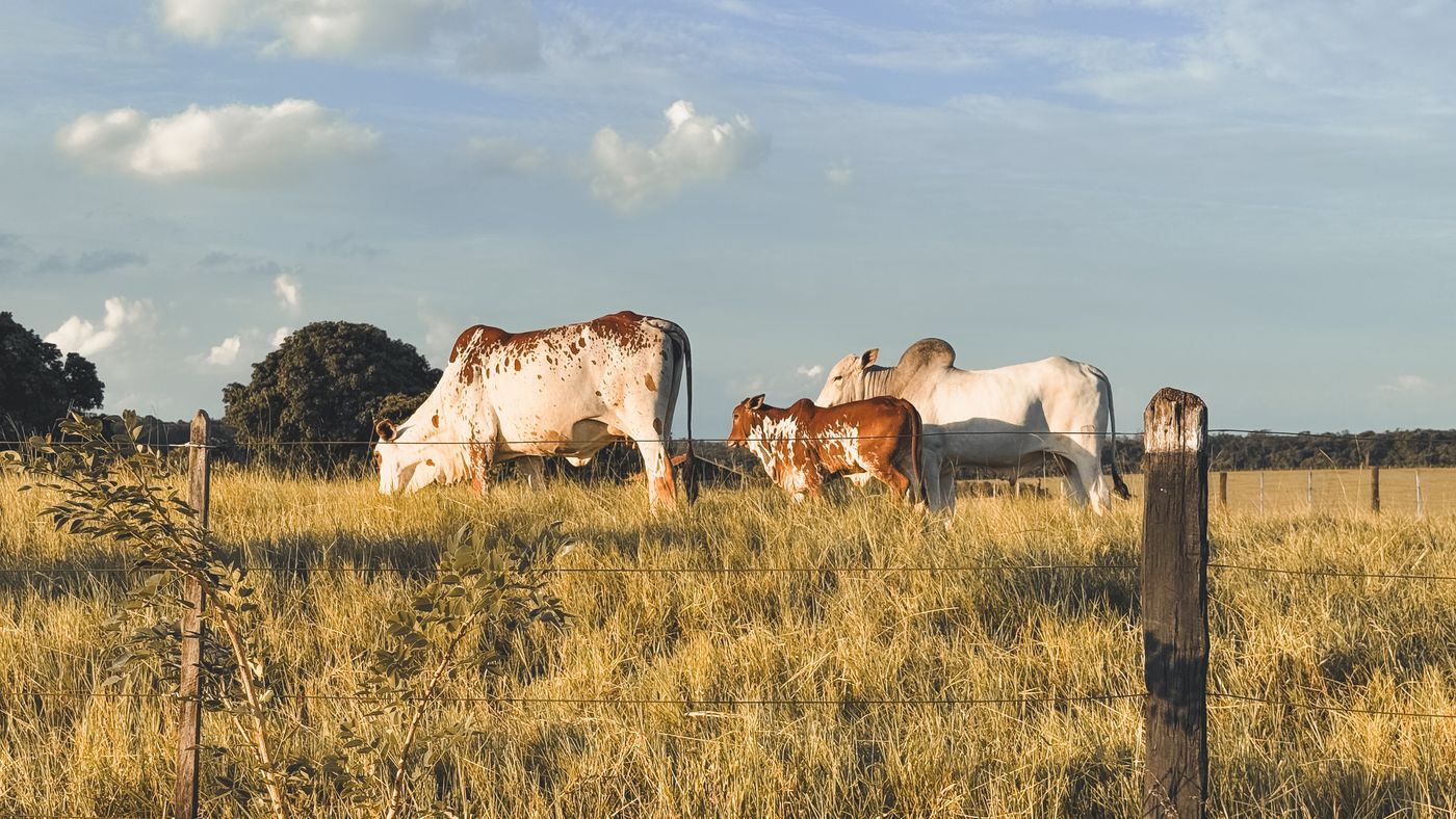 Cattle grazing an open pasture at golden hour