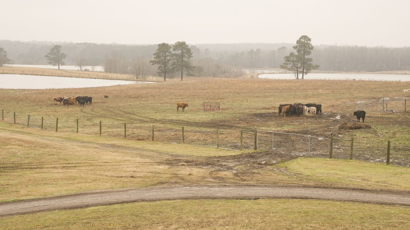 Misty pasture with cattle and a fence line at dawn