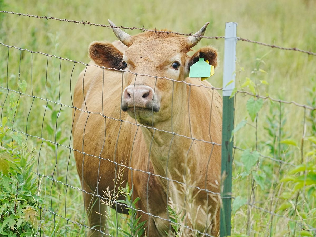 Cow standing at a wire livestock fence