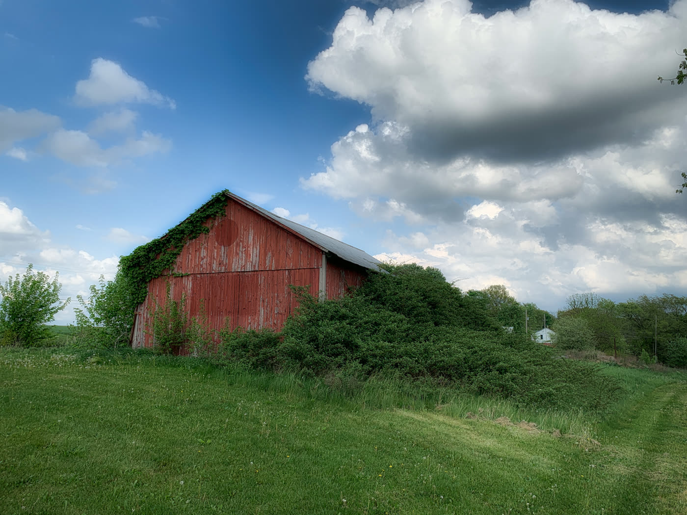 Overgrown farm structure surrounded by brush